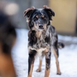 Zora – Sanfte Seele sucht Beständigkeit und Herz!