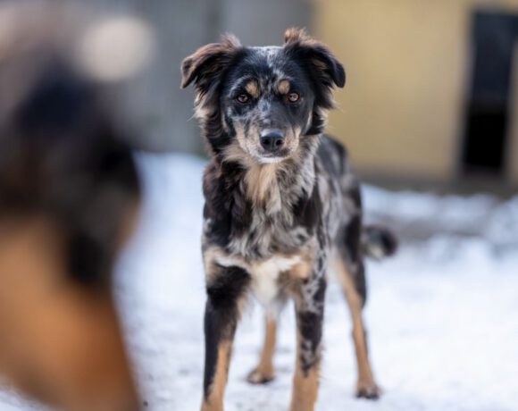 Zora – Sanfte Seele sucht Beständigkeit und Herz!