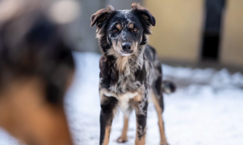 Zora – Sanfte Seele sucht Beständigkeit und Herz!