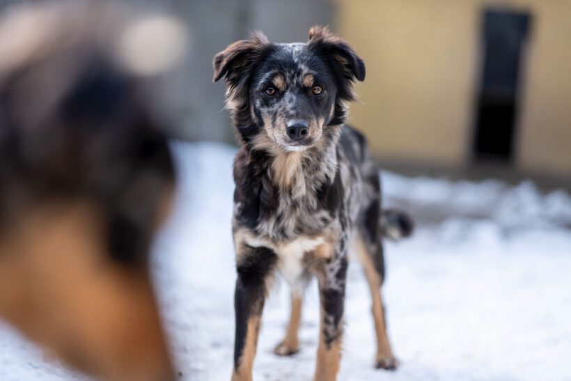 Zora – Sanfte Seele sucht Beständigkeit und Herz!