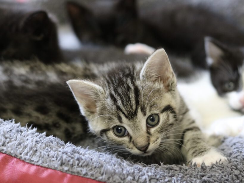 Eclaire, Toast, Semmel und Brösel