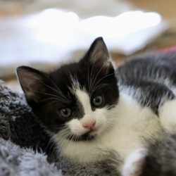 Eclaire, Toast, Semmel und Brösel