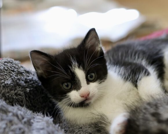 Eclaire, Toast, Semmel und Brösel