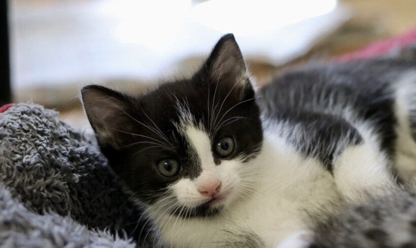 Eclaire, Toast, Semmel und Brösel