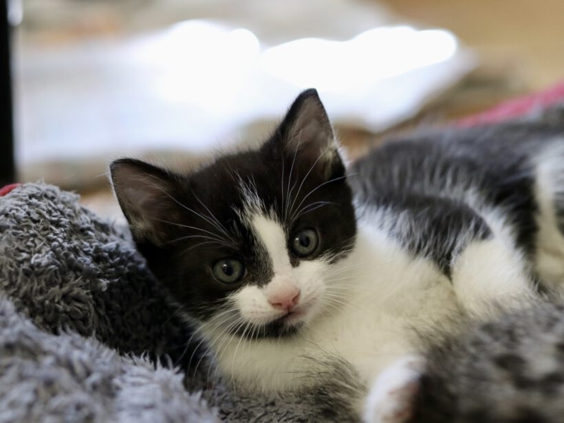 Eclaire, Toast, Semmel und Brösel