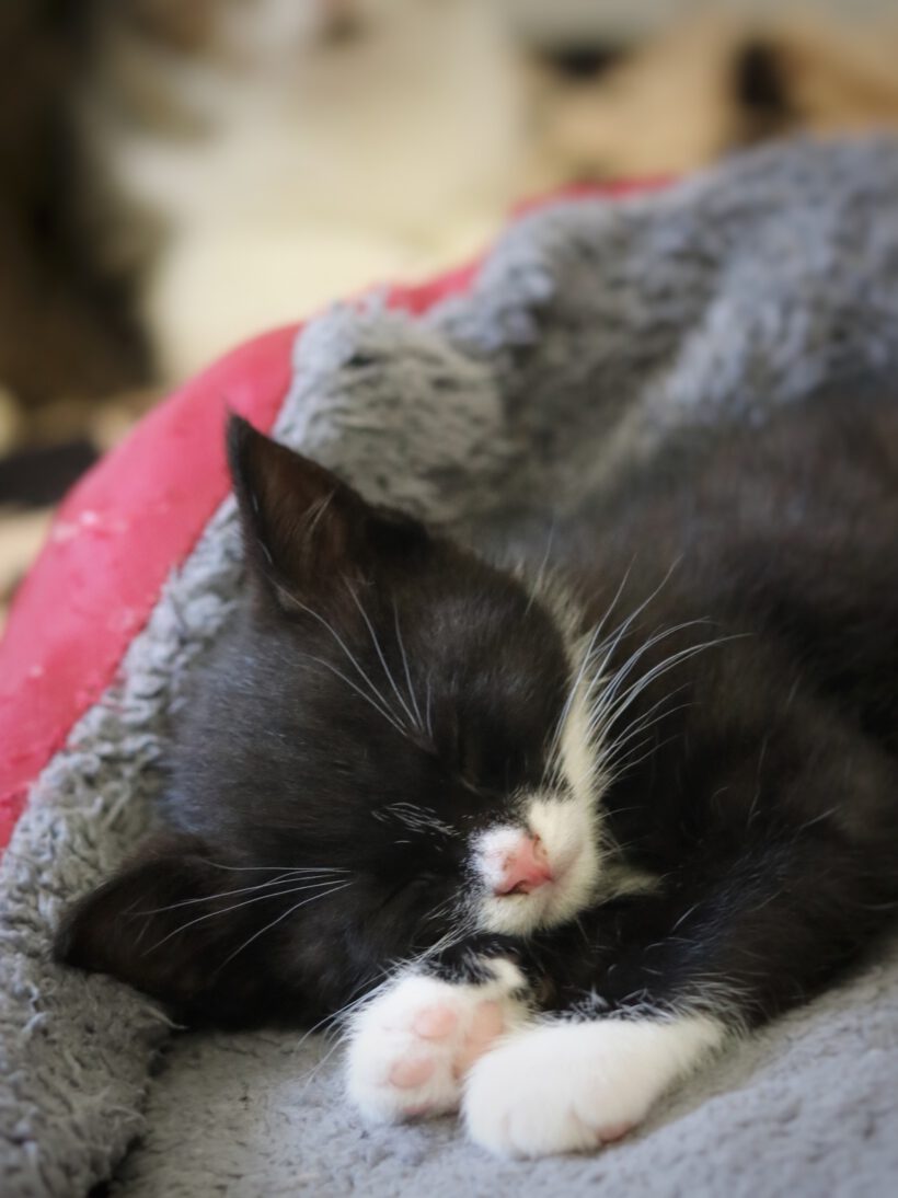 Eclaire, Toast, Semmel und Brösel