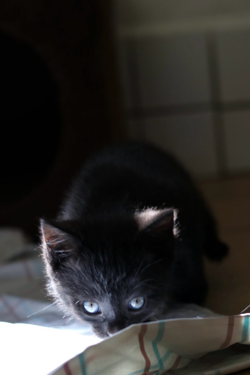 Eclaire, Toast, Semmel und Brösel