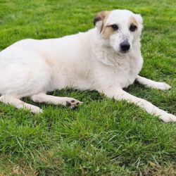 Frieda – Gnadenplätzchen für eine liebe Seele gesucht