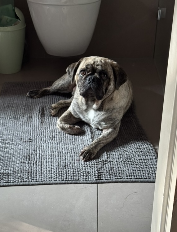 Bruno – Privatvermittlung Bruno – Privatvermittlung