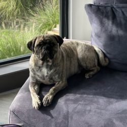 Bruno – Privatvermittlung