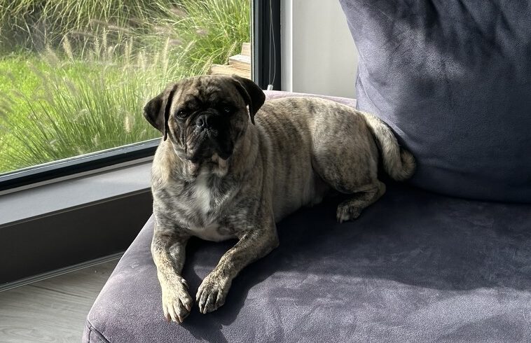 Bruno – Privatvermittlung