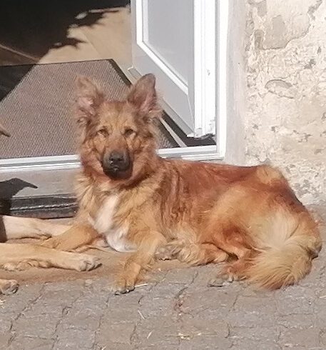 Luna – Privatvermittlung