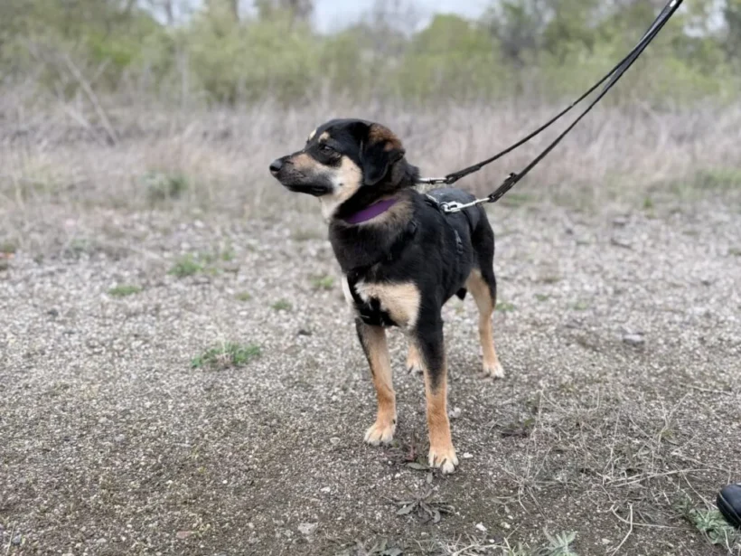 Coco
