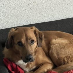 Dobby – Privatvermittlung