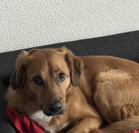 Dobby – Privatvermittlung