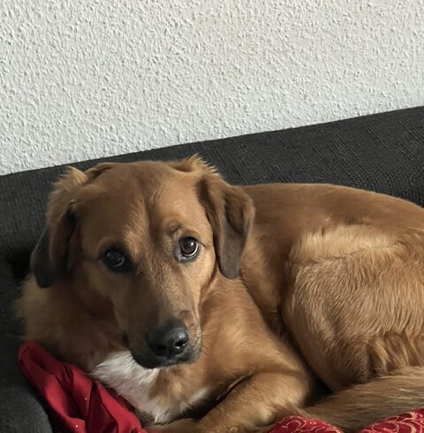 Dobby – Privatvermittlung