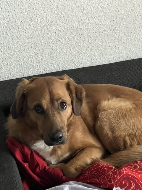 Dobby – Privatvermittlung