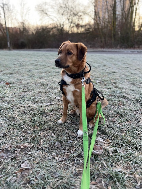 Dobby – Privatvermittlung