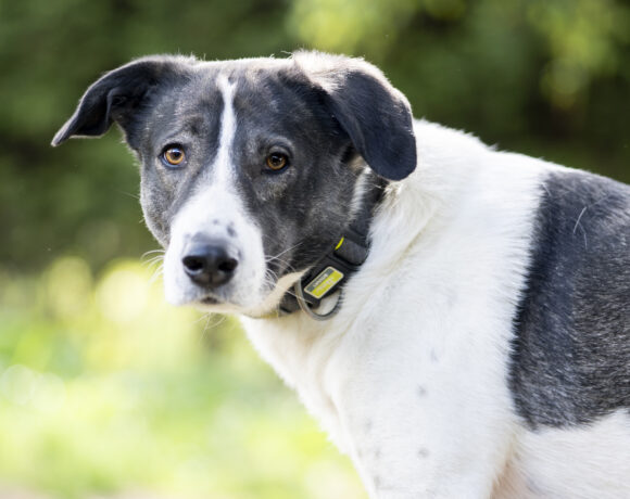 Amelia – Sensible Hündin sucht Struktur und Geborgenheit