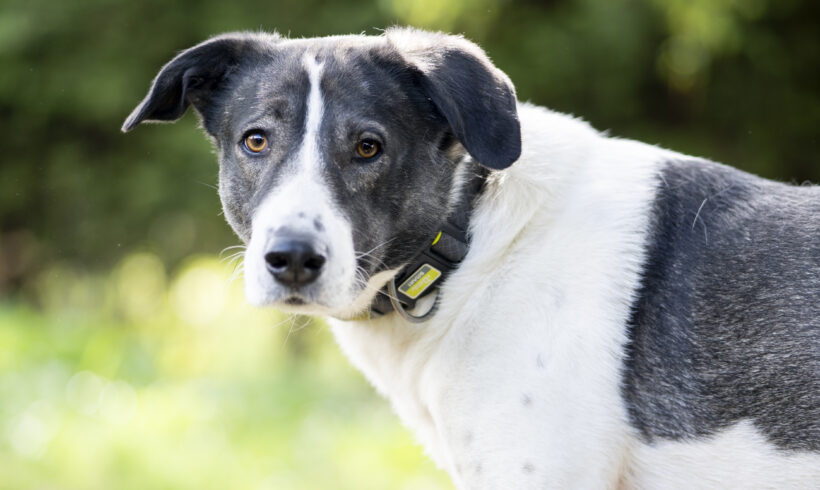 Amelia – Sensible Hündin sucht Struktur und Geborgenheit