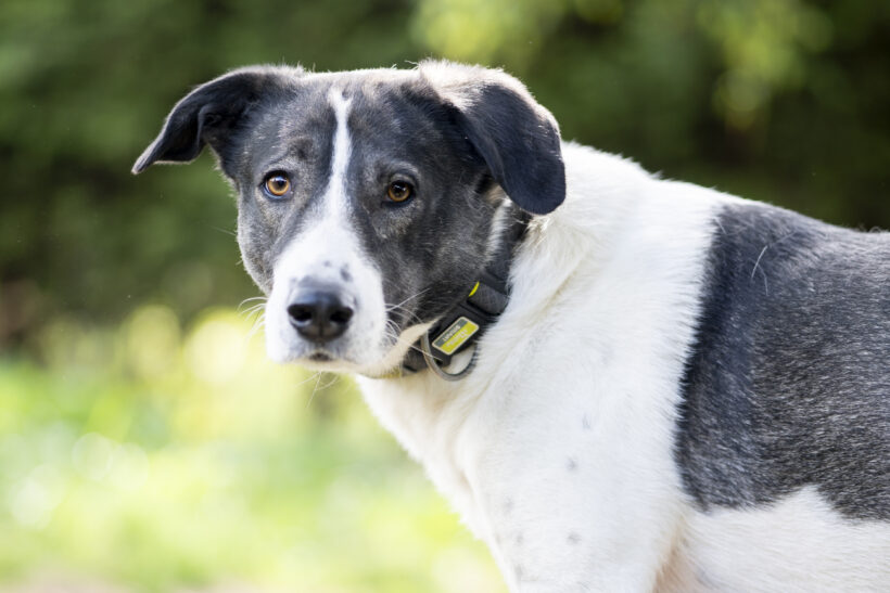 Amelia – Sensible Hündin sucht Struktur und Geborgenheit