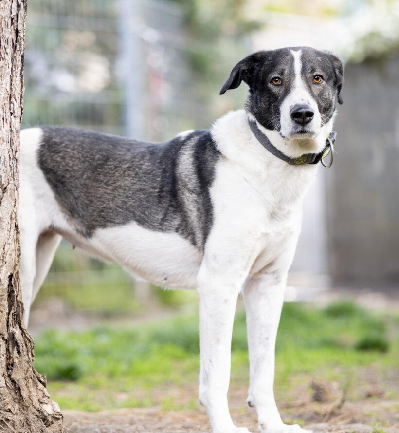 Amelia – Sensible Hündin sucht Struktur und Geborgenheit