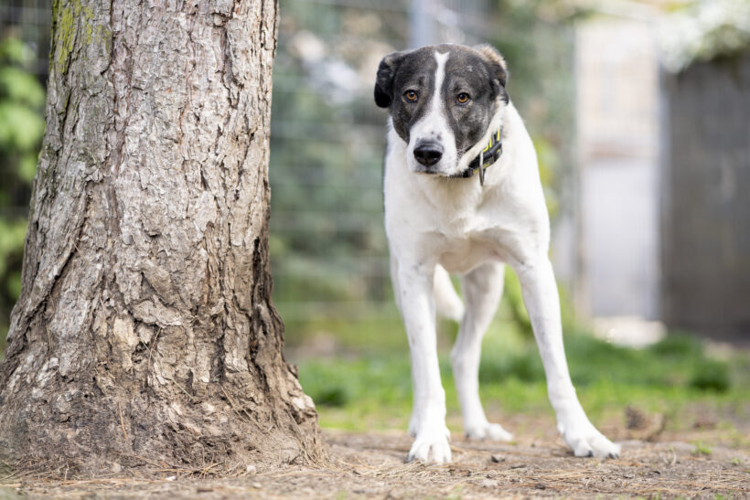 Amelia – Sensible Hündin sucht Struktur und Geborgenheit