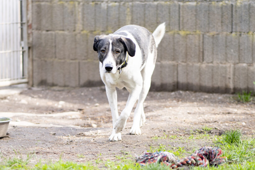 Amelia – Sensible Hündin sucht Struktur und Geborgenheit