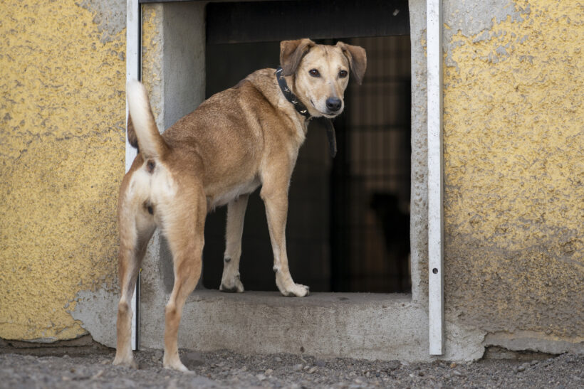 Betty – Sensible Traumhündin und sanftmütige Begleiterin sucht Beständigkeit Betty – Sensible Traumhündin und sanftmütige Begleiterin sucht Beständigkeit