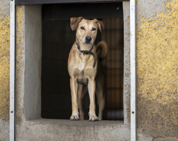 Betty – Sensible Traumhündin und sanftmütige Begleiterin sucht Beständigkeit