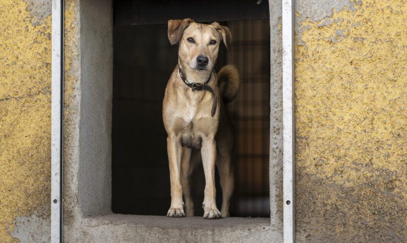 Betty – Sensible Traumhündin und sanftmütige Begleiterin sucht Beständigkeit