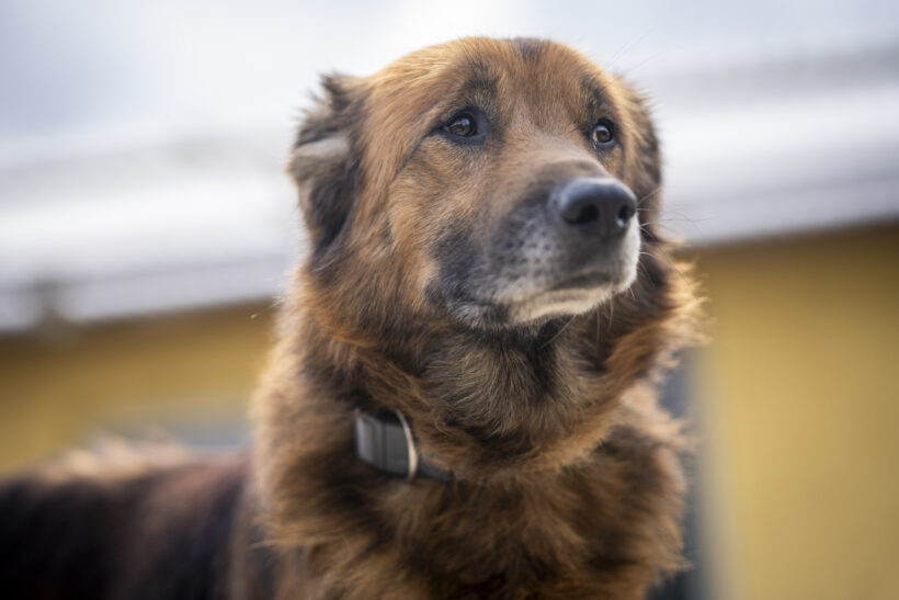 Kovu – Ehrlicher Charakterkopf sucht seinen sicheren Hafen!
