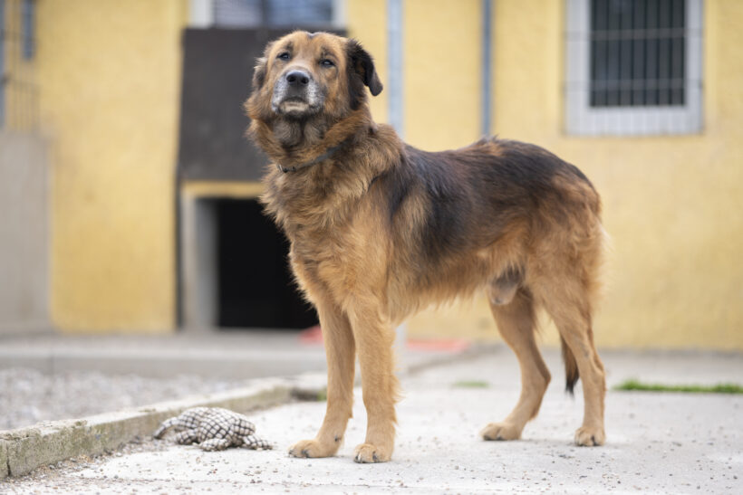 Kovu – Ehrlicher Charakterkopf sucht seinen sicheren Hafen!