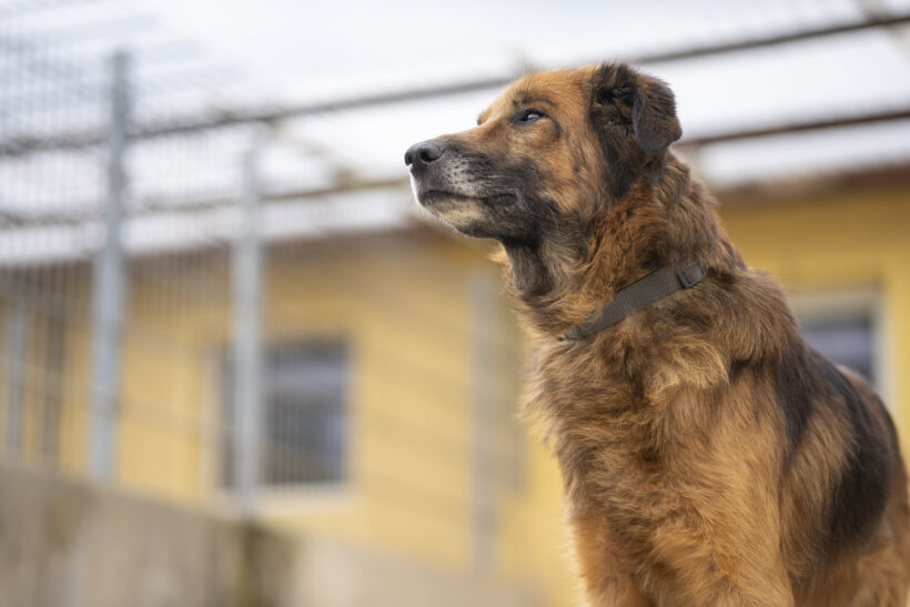 Kovu – Ehrlicher Charakterkopf sucht seinen sicheren Hafen!