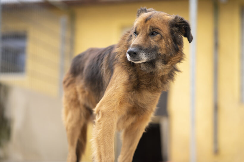 Kovu – Ehrlicher Charakterkopf sucht seinen sicheren Hafen!