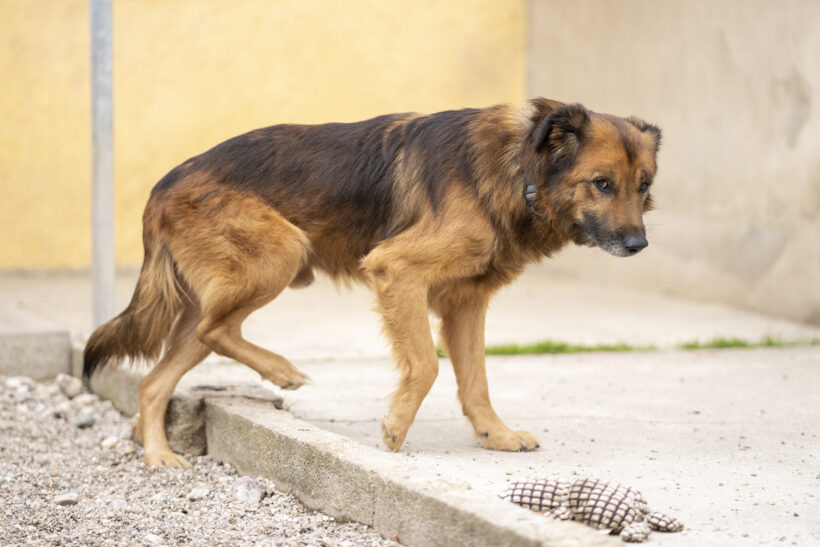 Kovu – Ehrlicher Charakterkopf sucht seinen sicheren Hafen!