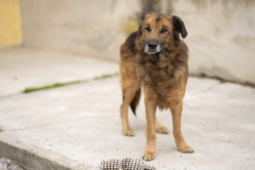 Kovu – Ehrlicher Charakterkopf sucht seinen sicheren Hafen!