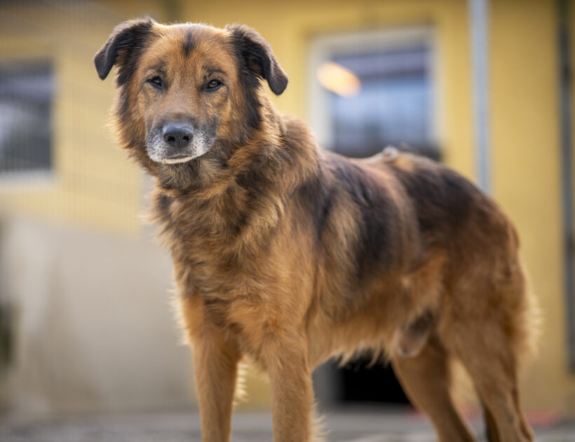 Kovu – Ehrlicher Charakterkopf sucht seinen sicheren Hafen!
