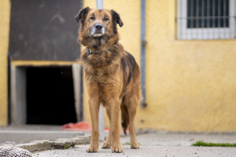 Kovu – Ehrlicher Charakterkopf sucht seinen sicheren Hafen!