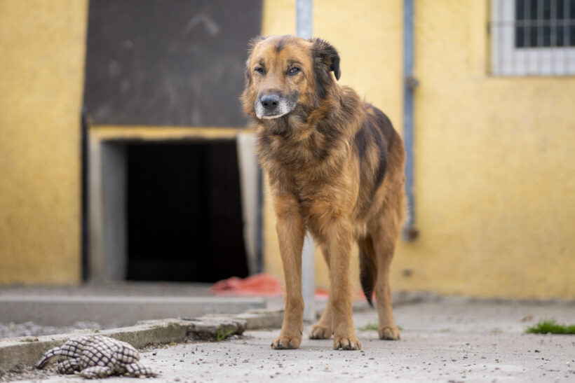 Kovu – Ehrlicher Charakterkopf sucht seinen sicheren Hafen!
