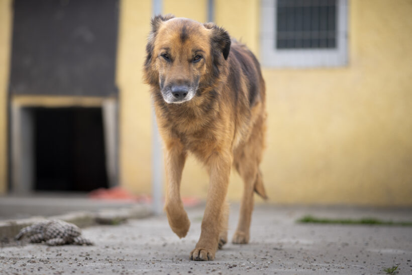Kovu – Ehrlicher Charakterkopf sucht seinen sicheren Hafen!