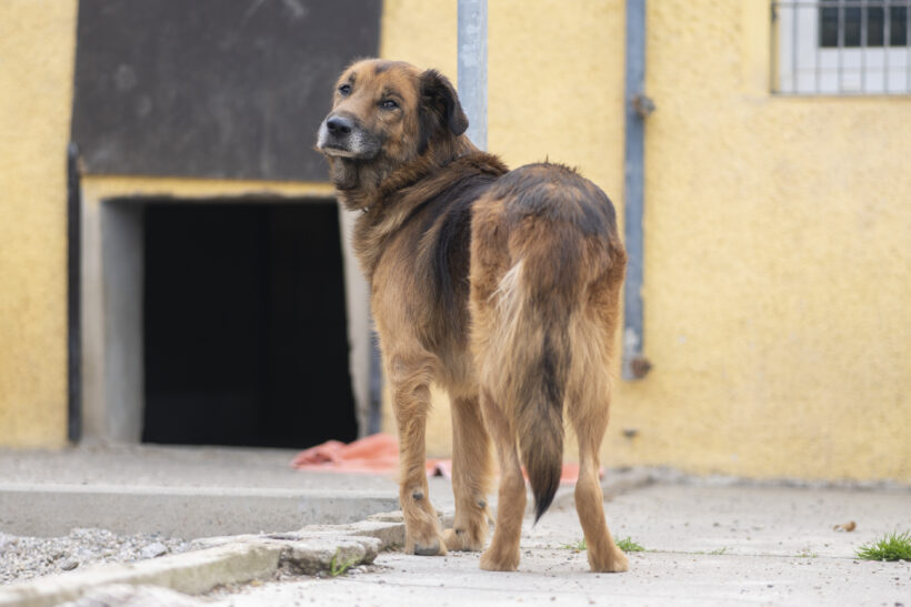 Kovu – Ehrlicher Charakterkopf sucht seinen sicheren Hafen!