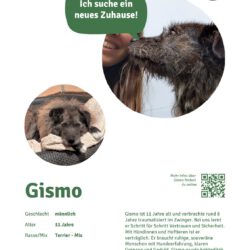 Gismo