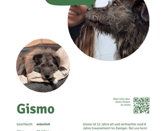 Gismo