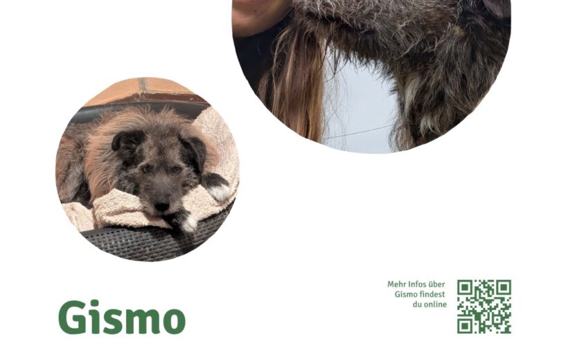 Gismo