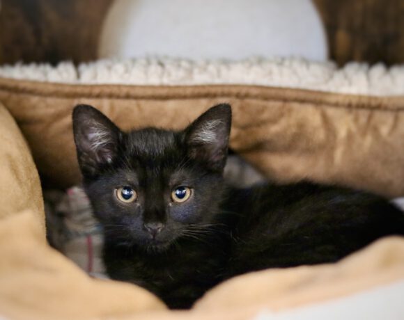 Zwei Geschwister suchen ihr Glück Zwei Geschwister suchen ihr Glück