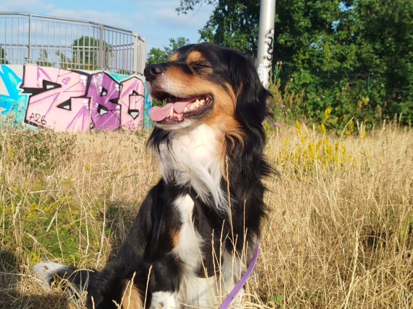 Louie – Privatvermittlung Louie – Privatvermittlung