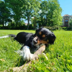 Louie – Privatvermittlung