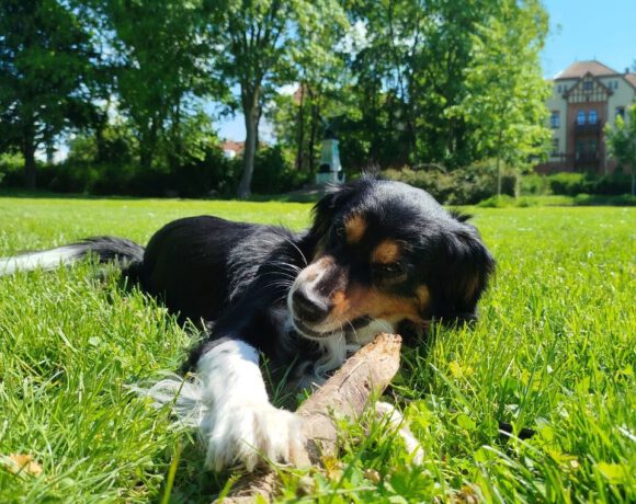 Louie – Privatvermittlung Louie – Privatvermittlung