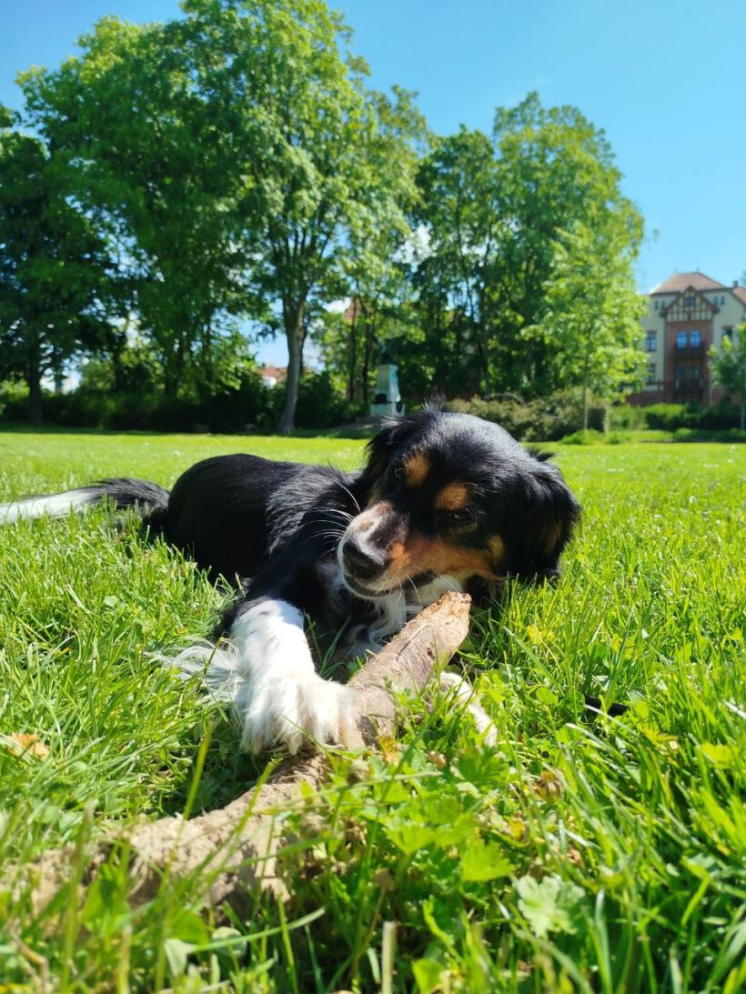 Louie – Privatvermittlung Louie – Privatvermittlung